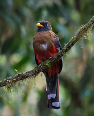 Trogon personatus