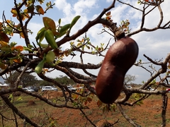 Hymenaea stigonocarpa