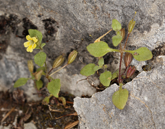 Erythranthe taylorii