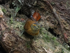 Anabacerthia variegaticeps