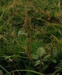 Amaranthus viridis