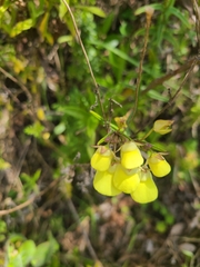 Calceolaria tripartita