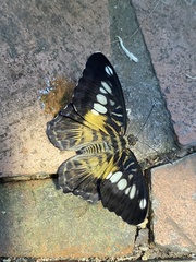 Parthenos sylvia philippensis