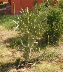 Euphorbia lactea