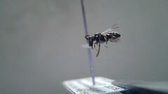 Hylaeus leptocephalus