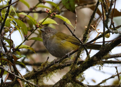 Chlorospingus semifuscus