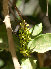 Salacia chinensis