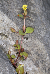 Erythranthe taylorii