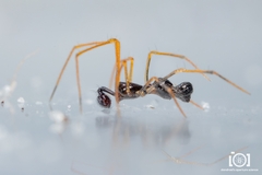 Coleosoma acutiventer