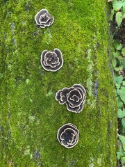 Trametes versicolor