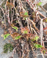 Callisia repens