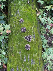 Trametes versicolor