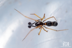 Coleosoma acutiventer