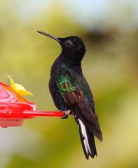 Boissonneaua jardini