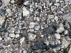 Myrmophyma