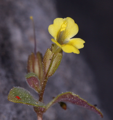 Erythranthe taylorii