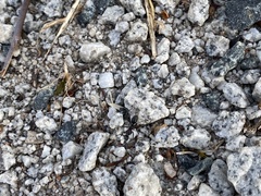Myrmophyma