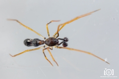 Coleosoma acutiventer