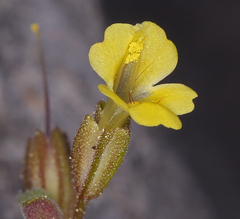 Erythranthe taylorii