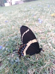 Papilio garamas garamas