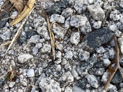 Myrmophyma
