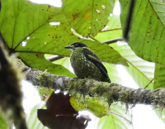 Ampelioides tschudii