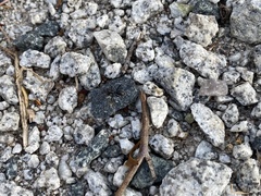 Myrmophyma