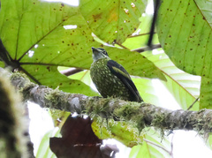 Ampelioides tschudii