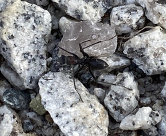 Myrmophyma