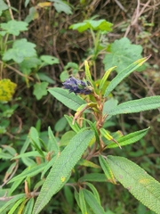 Salvia corrugata