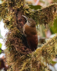 Lepidocolaptes lacrymiger