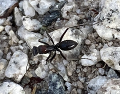 Myrmophyma