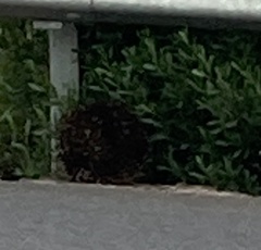 Tachyglossus aculeatus setosus