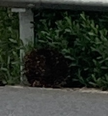 Tachyglossus aculeatus setosus