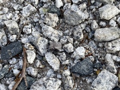 Myrmophyma