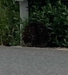 Tachyglossus aculeatus setosus