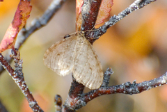 Epirrita autumnata