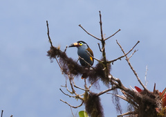 Andigena laminirostris