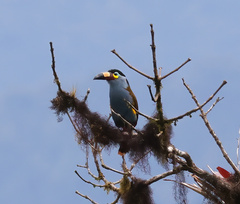 Andigena laminirostris