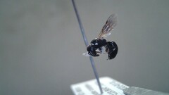 Hylaeus leptocephalus
