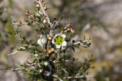 Leptospermum spinescens