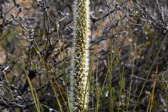 Xanthorrhoea platyphylla