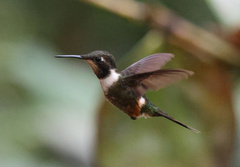 Philodice mitchellii