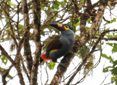 Andigena laminirostris