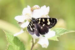 Phalaenoides tristifica