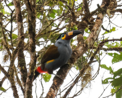 Andigena laminirostris