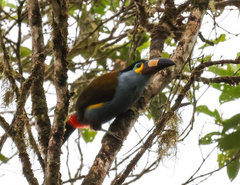 Andigena laminirostris