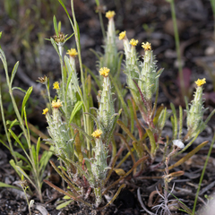 Podotheca angustifolia