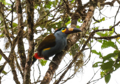 Andigena laminirostris