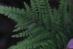 Adiantum formosum
